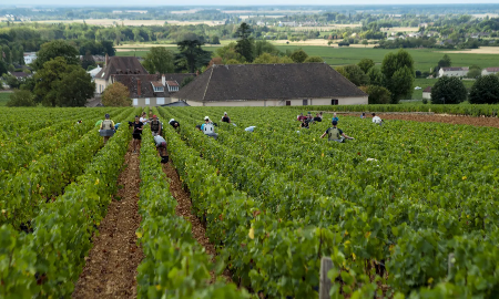 Một cánh đồng nho ở vùng Burgundy, Pháp - Ảnh: CNBC.