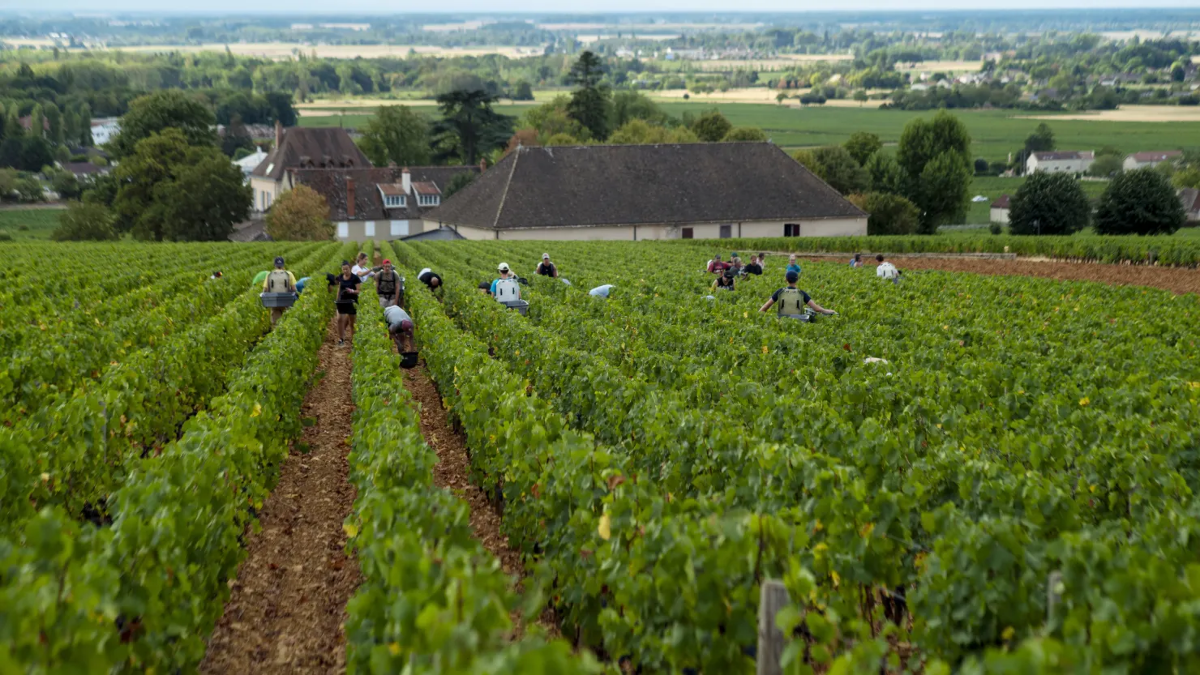 Một cánh đồng nho ở vùng Burgundy, Pháp - Ảnh: CNBC.