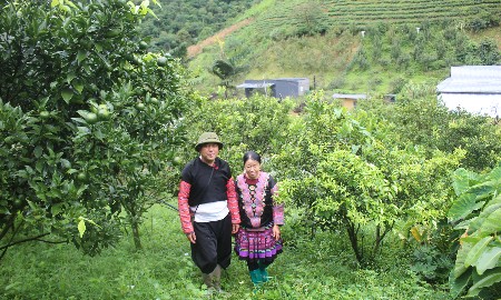 Hua Tạt phát triển nông nghiệp sinh thái gắn với bảo vệ rừng