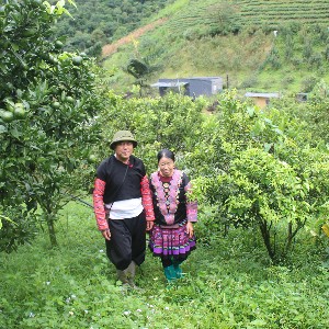 Vợ chồng ông Tráng A Cao trong vườn nông nghiệp sinh thái. Ảnh: Chu Khôi.