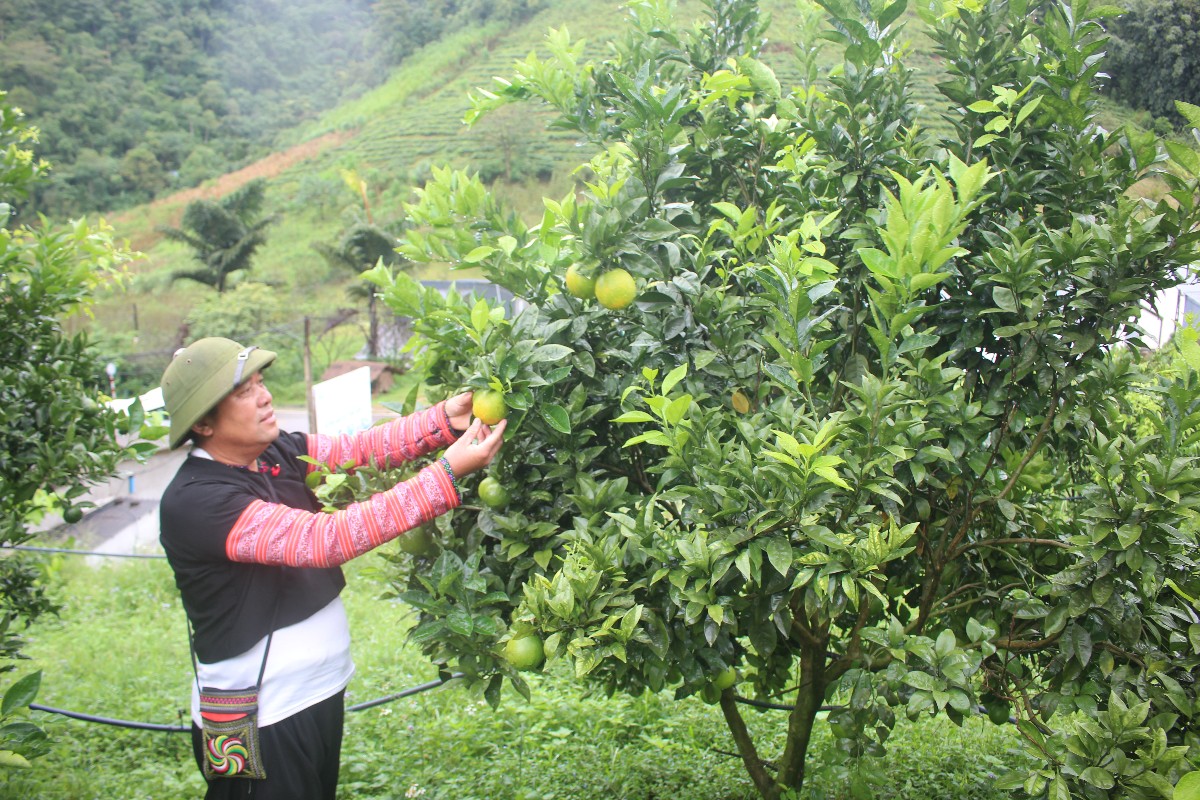 Ông Tráng A Cao trong vườn cam. Ảnh: Chu Khôi.