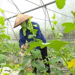 Mở rộng cơ hội tham gia bảo hiểm thất nghiệp cho lao động thời vụ, nông dân, ngư dân. Ảnh: AGP