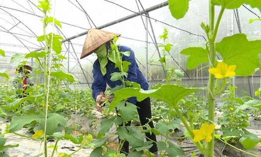 Mở rộng cơ hội tham gia bảo hiểm thất nghiệp cho lao động thời vụ, nông dân, ngư dân. Ảnh: AGP