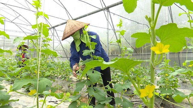 Mở rộng cơ hội tham gia bảo hiểm thất nghiệp cho lao động thời vụ, nông dân, ngư dân. Ảnh: AGP