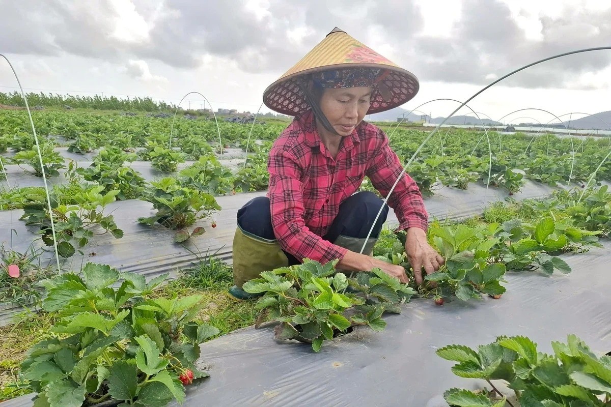 Rau, quả được luân canh nhiều vụ, góp phần nâng cao hiệu quả sử dụng đất. Ảnh: Nguyễn Thuấn.
