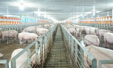 Hoàn thiện thể chế, đưa phúc lợi động vật trở thành nền tảng của chăn nuôi bền vững