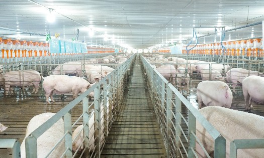 Trang trại chăn nuôi lợn của Công ty BAF. Ảnh: BAF Việt Nam.
