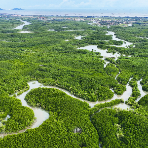 Các hệ sinh thái carbon xanh dương như rừng ngập mặn, thảm cỏ biển và vùng đất ngập nước ven biển đang ngày càng được cộng đồng quốc tế nhìn nhận là một trong những giải pháp dựa vào thiên nhiên hiệu quả nhất để ứng phó với biến đổi khí hậu. Ảnh: Khu dự trữ sinh quyển rừng ngập mặn Cần Giờ