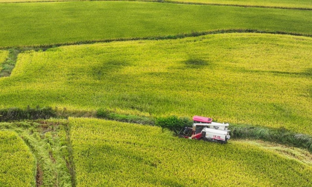 Máy gặt hoạt động trên một cánh đồng lúa tại làng Đỗ Phàn, huyện Đại Ngộ, tỉnh Hồ Bắc, miền Trung Trung Quốc. Ảnh: Xinhua