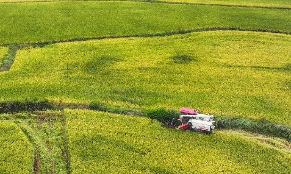 Máy gặt hoạt động trên một cánh đồng lúa tại làng Đỗ Phàn, huyện Đại Ngộ, tỉnh Hồ Bắc, miền Trung Trung Quốc. Ảnh: Xinhua