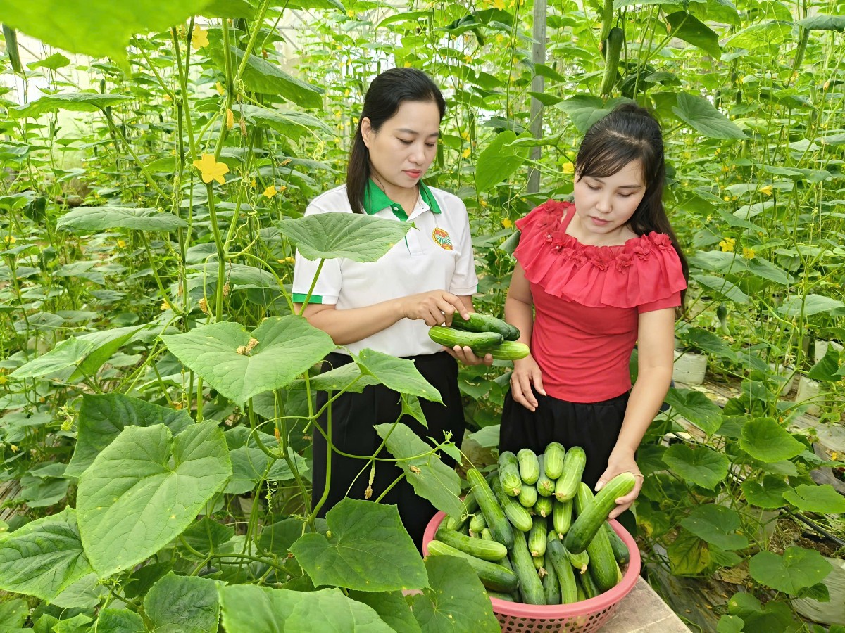 Nhà lưới giúp người dân chủ động hơn trong chăm sóc dưa lưới, hạn chế tác động của thời tiết và sâu bệnh. Ảnh: Linh Nhi