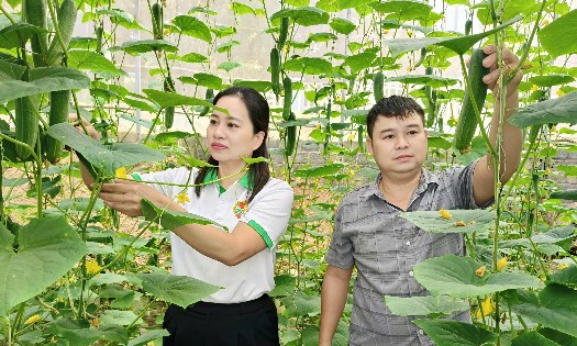 Nông dân Thường Xuân từng bước ứng dụng khoa học kỹ thuật vào sản xuất, nâng cao chất lượng và giá trị nông sản. Ảnh: Linh Nhi