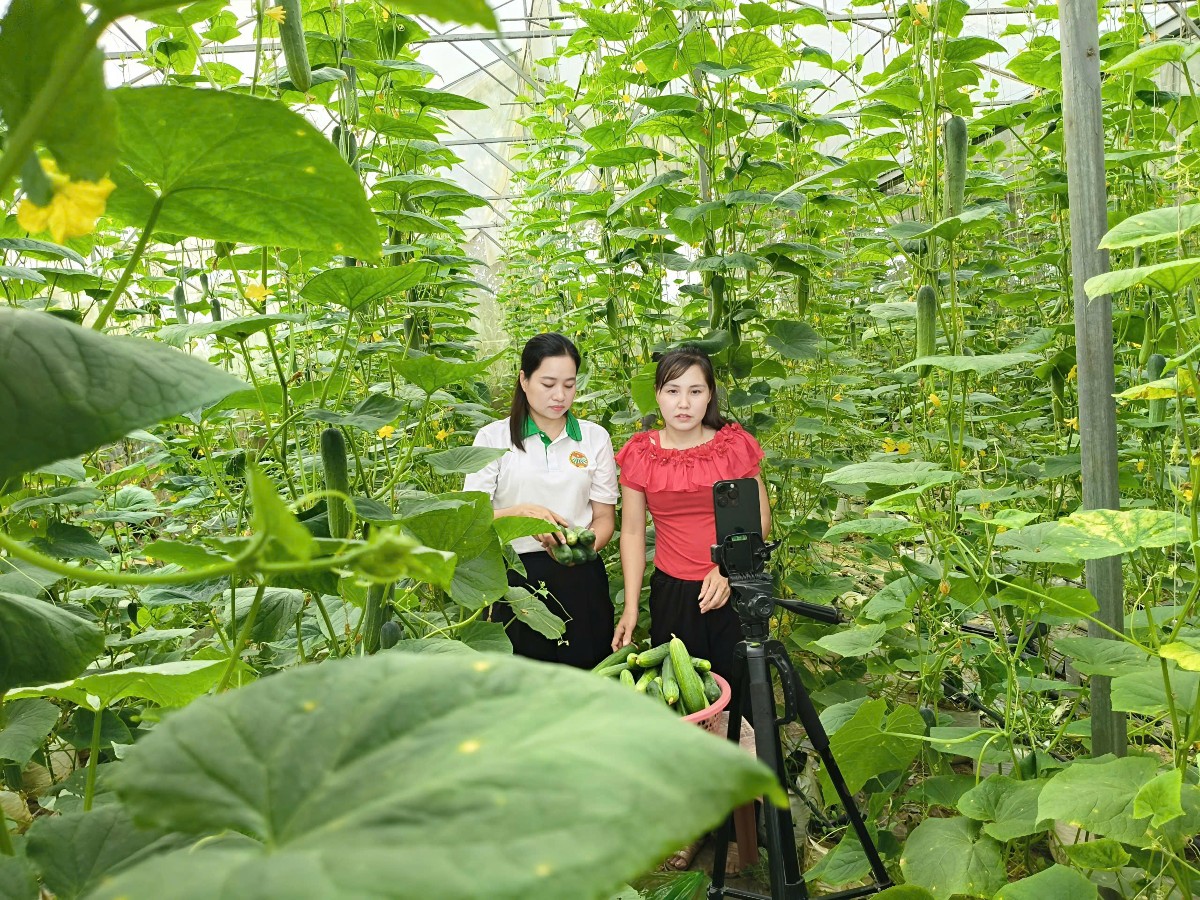 Livestream đang trở thành một kênh mới giúp nông dân Thường Xuân quảng bá, giới thiệu và kết nối tiêu thụ nông sản. Ảnh: Linh Nhi