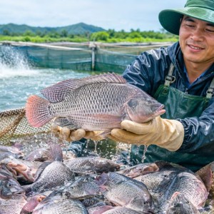 Cá rô phi Việt Nam từng bước khẳng định vị thế trên thị trường thế giới. Ảnh: Hội Thuỷ sản Việt Nam.