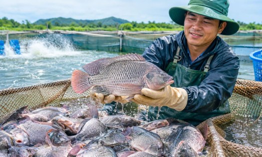 Cá rô phi Việt Nam từng bước khẳng định vị thế trên thị trường thế giới. Ảnh: Hội Thuỷ sản Việt Nam.