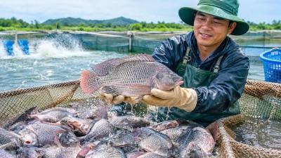Vietnam tilapia exports surge 43 percent in first eight months as Brazil drives growth