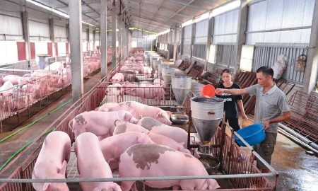Giá thức ăn chăn nuôi tăng, giá lợn hơi liên tục sụt giảm: Người nuôi chịu “sức ép kép”