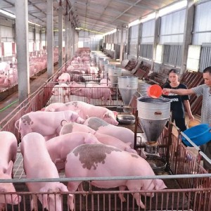 Nông dân chăn nuôi lợn đang đứng trước khó khăn “kép” khi giá lợn hơi liên tục giảm, trong khi giá thức ăn chăn nuôi điều chỉnh tăng nhiều lần. Ảnh: Nhà chăn nuôi.