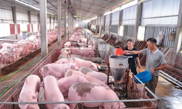 Giá thức ăn chăn nuôi tăng, giá lợn hơi liên tục sụt giảm: Người nuôi chịu “sức ép kép”