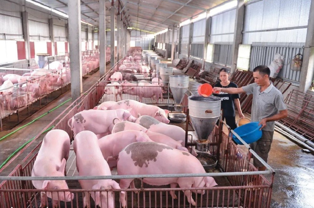 Nông dân chăn nuôi lợn đang đứng trước khó khăn “kép” khi giá lợn hơi liên tục giảm, trong khi giá thức ăn chăn nuôi điều chỉnh tăng nhiều lần. Ảnh: Nhà chăn nuôi.