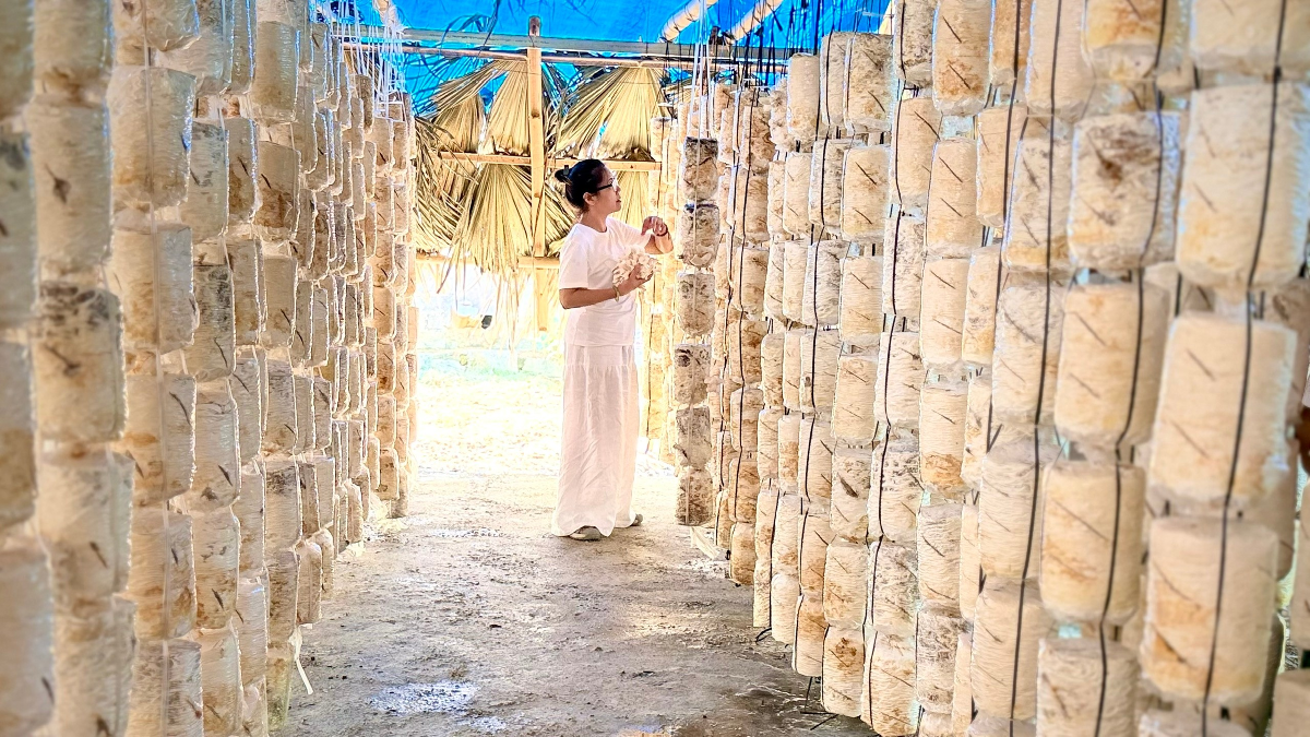 Khu vực trồng nấm ngoài trời của nhà dân phải đảm bảo về an toàn vệ sinh và độ ẩm theo đúng tiêu chuẩn do chuyên gia hướng dẫn . Ảnh: Huỳnh Dũng