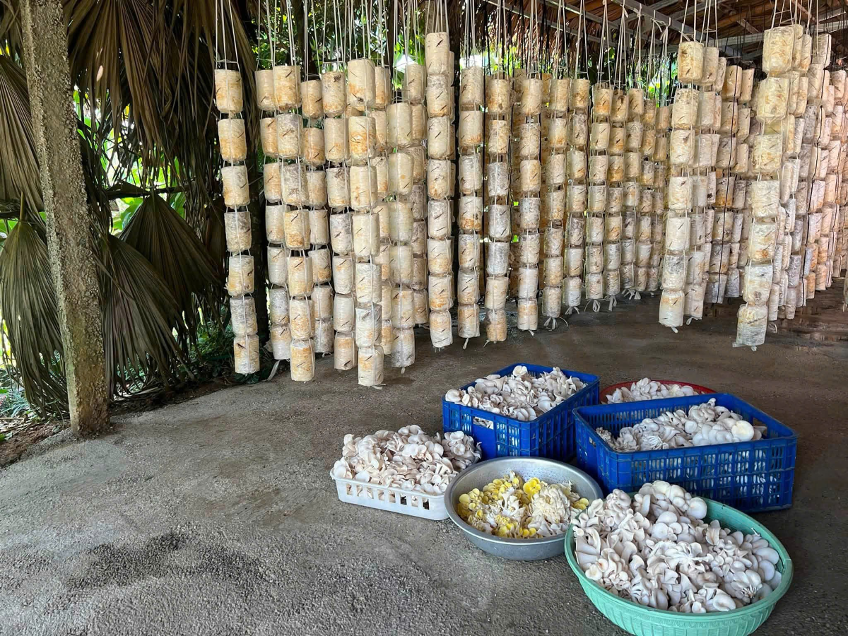 Nấm thành phẩm thu hoạch hằng ngày tại gia đình anh Đặng Văn Quang. Ảnh: Huỳnh Dũng
