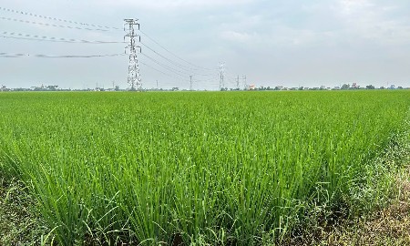 Cánh đồng lúa hữu cơ của Hợp tác xã Toản Xuân. Ảnh: Chu Khôii.