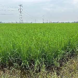 Cánh đồng lúa hữu cơ của Hợp tác xã Toản Xuân. Ảnh: Chu Khôii.
