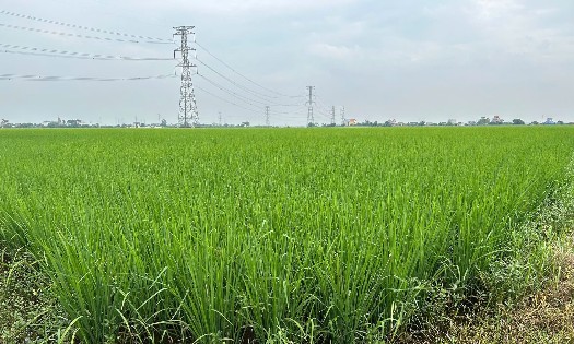 Cánh đồng lúa hữu cơ của Hợp tác xã Toản Xuân. Ảnh: Chu Khôii.