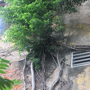 Khu tập thể Nghĩa Đô đã xuống cấp nghiêm trọng, chờ ngày được hồi sinh.