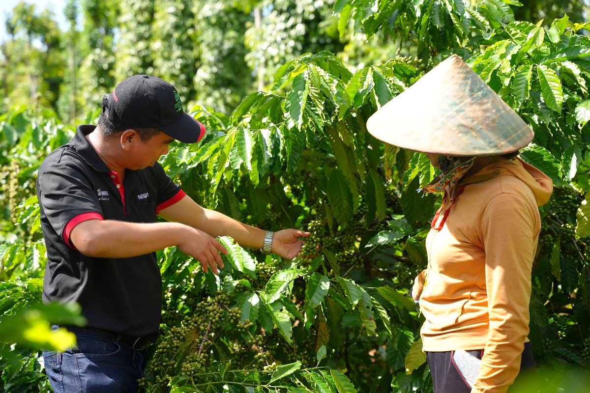 Thông qua Chương trình NESCAFÉ Plan, Nestlé Việt Nam hỗ trợ các nông hộ áp dụng phương pháp nông nghiệp tái sinh giúp họ nâng cao thu nhập, đồng thời góp phần tạo ra nguồn cung ổn định, đồng đều, có khả năng truy xuất nguồn gốc, để đưa hạt cà phê vào các dòng sản phẩm chế biến sâu, có giá trị cao.