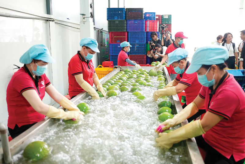 Vietnam’s agro-forestry-fishery exports reach $56.3 bln in nine months