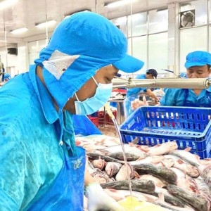 Doanh nghiệp thủy sản vẫn gặp nhiều khó khăn do cách hiểu và áp dụng chính sách chưa thống nhất giữa các địa phương, cơ quan quản lý và các thời kỳ. Ảnh: VASEP.