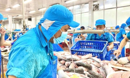 Doanh nghiệp thủy sản vẫn gặp nhiều khó khăn do cách hiểu và áp dụng chính sách chưa thống nhất giữa các địa phương, cơ quan quản lý và các thời kỳ. Ảnh: VASEP.