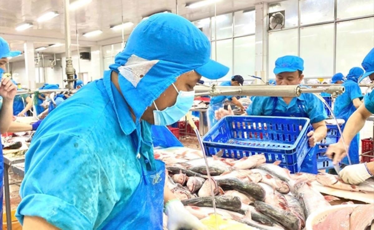 Doanh nghiệp thủy sản vẫn gặp nhiều khó khăn do cách hiểu và áp dụng chính sách chưa thống nhất giữa các địa phương, cơ quan quản lý và các thời kỳ. Ảnh: VASEP.