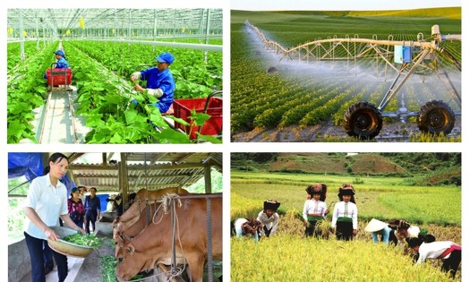 Sắp tới sẽ thay đối tiêu chí xác định hộ gia đình làm nông nghiệp, lâm nghiệp, ngư nghiệp và diêm nghiệp có mức sống trung bình giai đoạn 2027 - 2030. Ảnh minh họa: VGP.