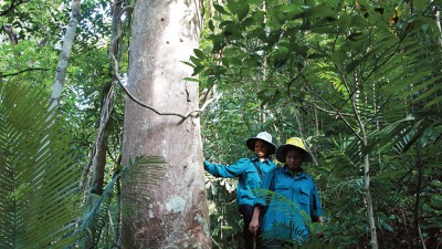Converting value of forests into capital