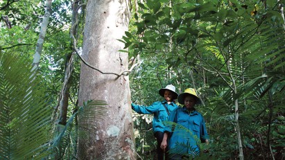 Converting value of forests into capital