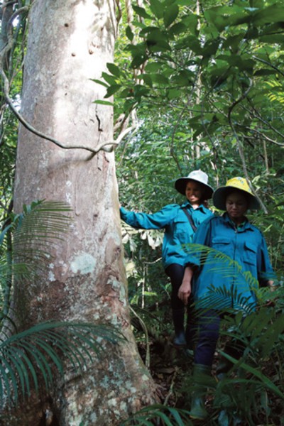 Converting value of forests into capital