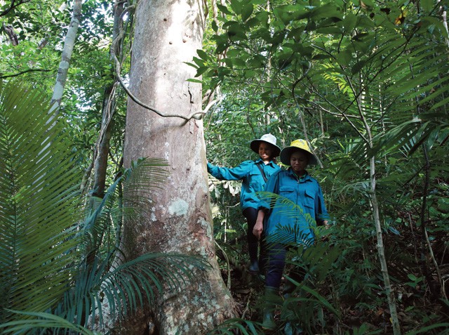 Converting value of forests into capital