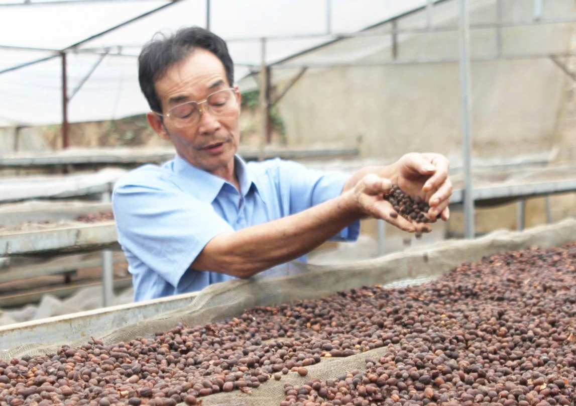 Ông Nguyễn Xuân Thao, Giám đốc Hợp tác xã Cà phê Bích Thao.