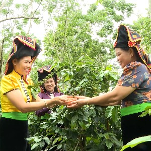 Sản xuất cà phê tại Sơn La. Ảnh: Sở Nông nghiệp và Môi trường tỉnh Sơn La.