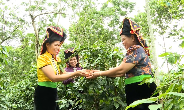 Cà phê Tây Bắc: Từ canh tác truyền thống sang sản xuất bền vững