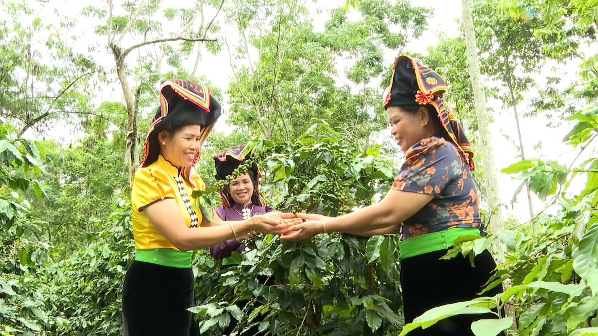 Sản xuất cà phê tại Sơn La. Ảnh: Sở Nông nghiệp và Môi trường tỉnh Sơn La.