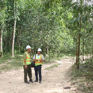Rừng trồng cây gỗ lớn ở Gia Lai. Ảnh: Chu Khôi.