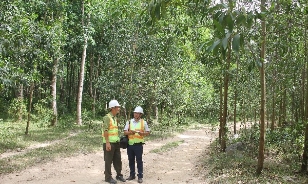 Xuất khẩu gỗ tăng trưởng 7,3%, nguyên liệu trong nước thành lợi thế cạnh tranh
