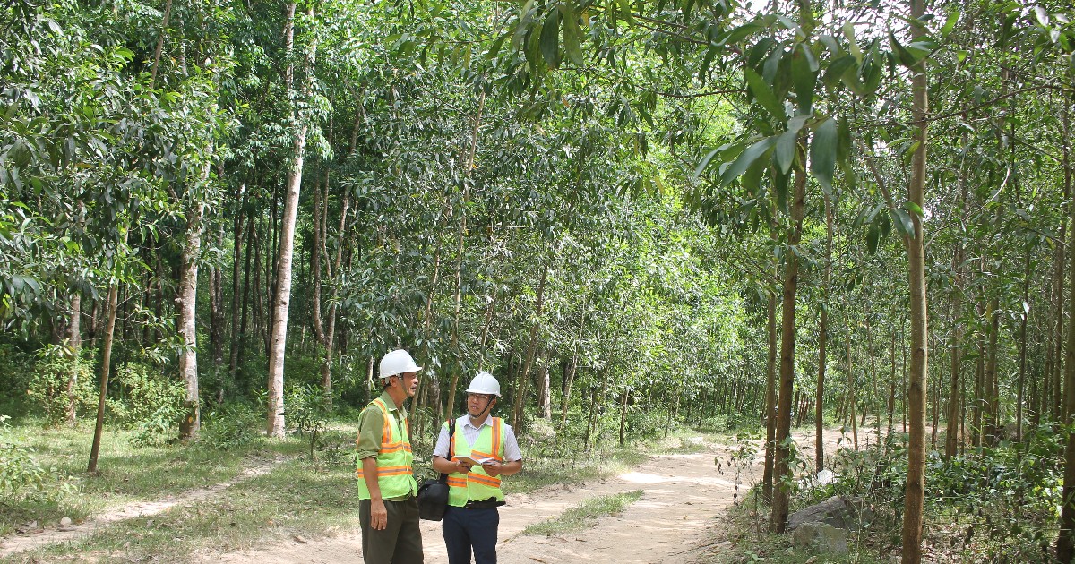 Xuất khẩu gỗ tăng trưởng 7,3%, nguy&ecirc;n liệu trong nước...