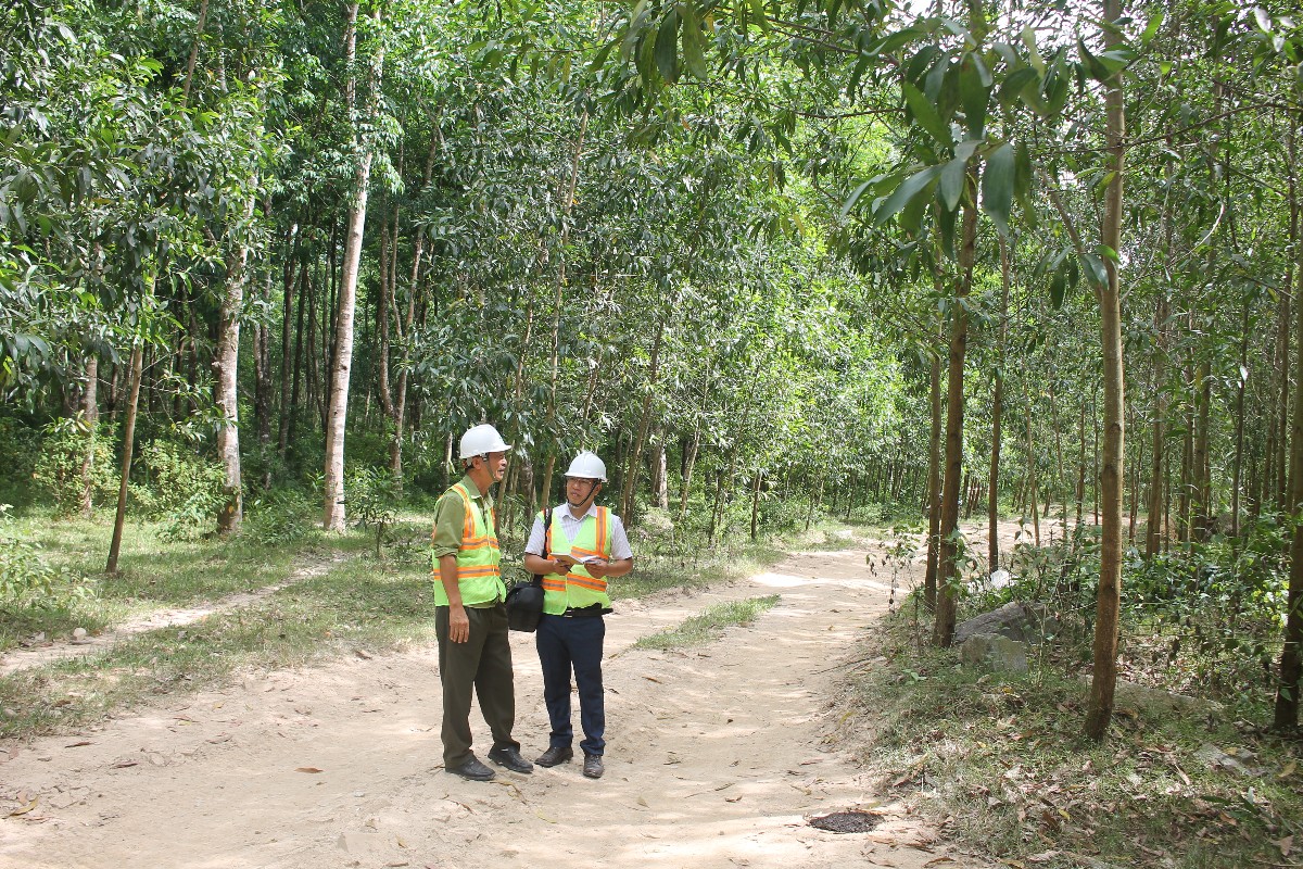 Rừng trồng cây gỗ lớn ở Gia Lai. Ảnh: Chu Khôi.