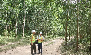 Rừng trồng cây gỗ lớn ở Gia Lai. Ảnh: Chu Khôi.
