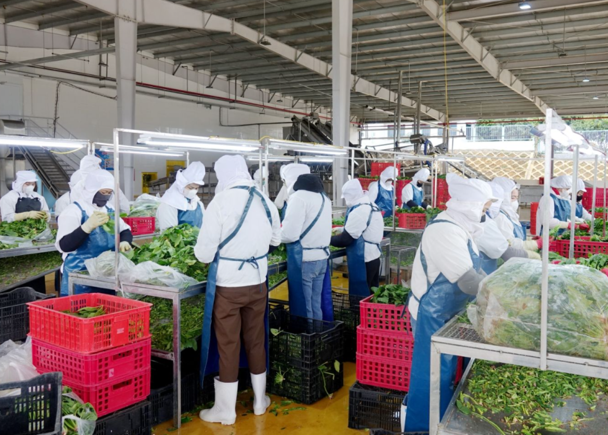Chế biến rau quả ở Sơn La. Ảnh: Chu Khôi.